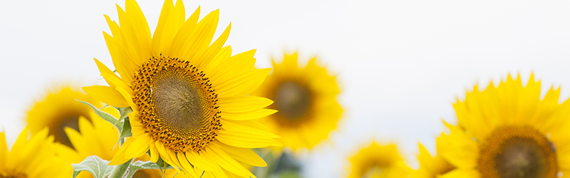 健康寿命が伸びる幸せなイメージ